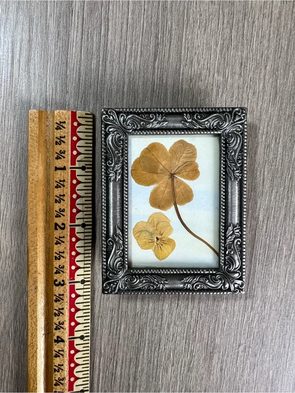 small ornate silver-finish picture frame displaying a real pressed 4 leaf clover